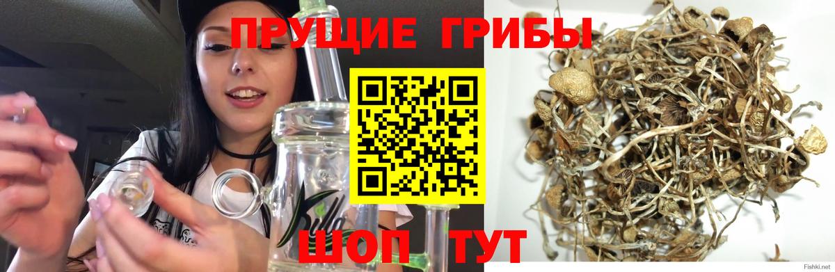 Гурьевск  Галлюциногенные грибы мухоморы  Псилоцибиновые грибы Psilocybine cubensis  Вход с VPN 